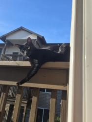 Lost Male Cat last seen Ne 121st ave, Vancouver, WA 98682