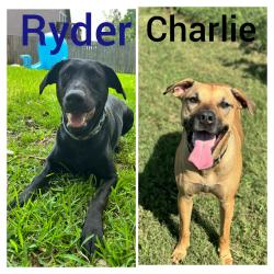 Reunited Male Dog last seen Off 96, League City, TX 77573
