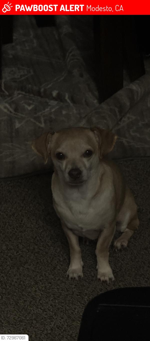 Lost Male Dog last seen starbucks, Modesto, CA 95355