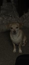 Lost Male Dog last seen starbucks, Modesto, CA 95355