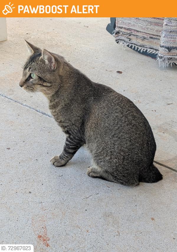 Found/Stray Male Cat last seen Rainey Rd off of State Park Road, Greenville County, SC 29609