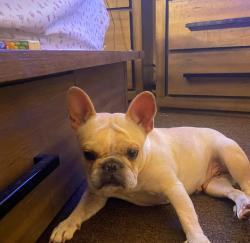 Lost Female Dog last seen Broad & Russ Hartford CT , Hartford, CT 06106
