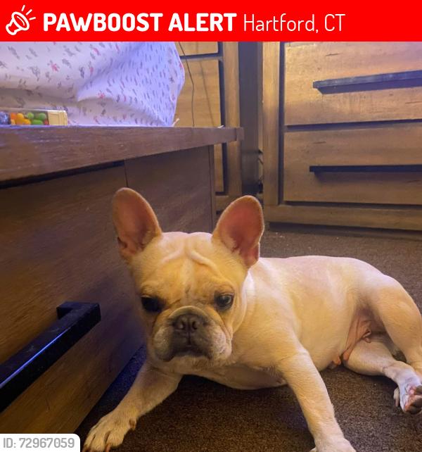 Lost Female Dog last seen Broad & Russ Hartford CT , Hartford, CT 06106