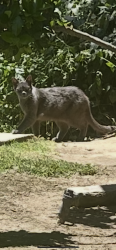 Found/Stray Unknown Cat last seen Shaw and West, Fresno, CA 93722