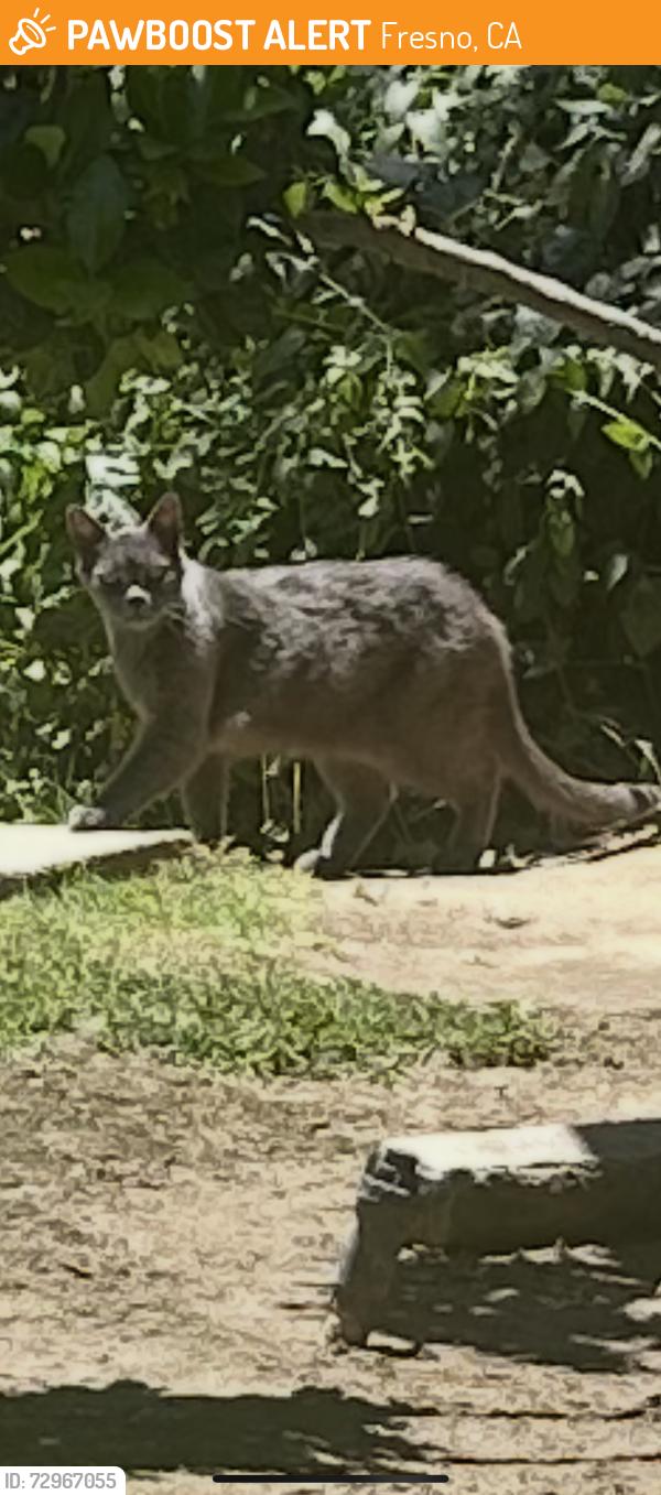Found/Stray Unknown Cat last seen Shaw and West, Fresno, CA 93722