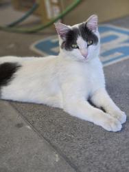 Lost Male Cat last seen Stateline Collision Center, Kingsport, TN 37665