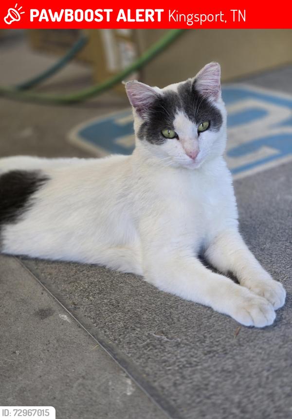 Lost Male Cat last seen Stateline Collision Center, Kingsport, TN 37665