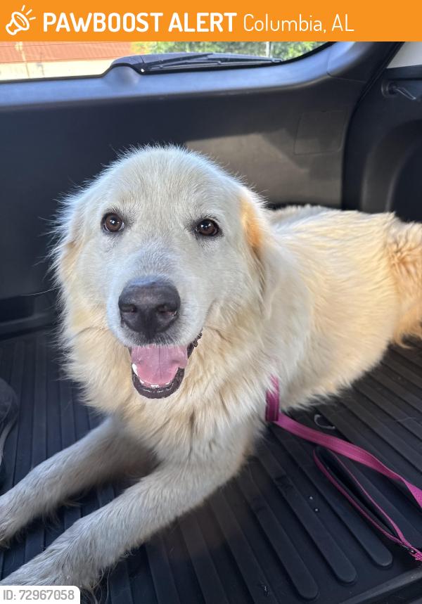 Found/Stray Female Dog last seen Near East State Hwy 52 Columbia AL , Columbia, AL 36319