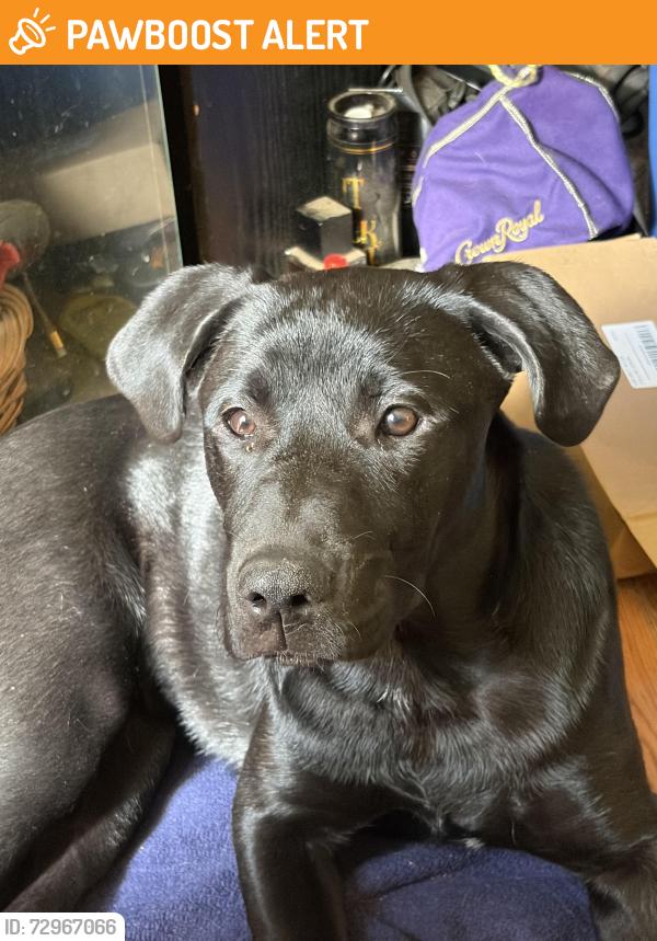 Found/Stray Female Dog last seen Barrineau Park Bridge, Escambia County, FL 32577