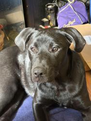 Found/Stray Female Dog last seen Barrineau Park Bridge, Escambia County, FL 32577