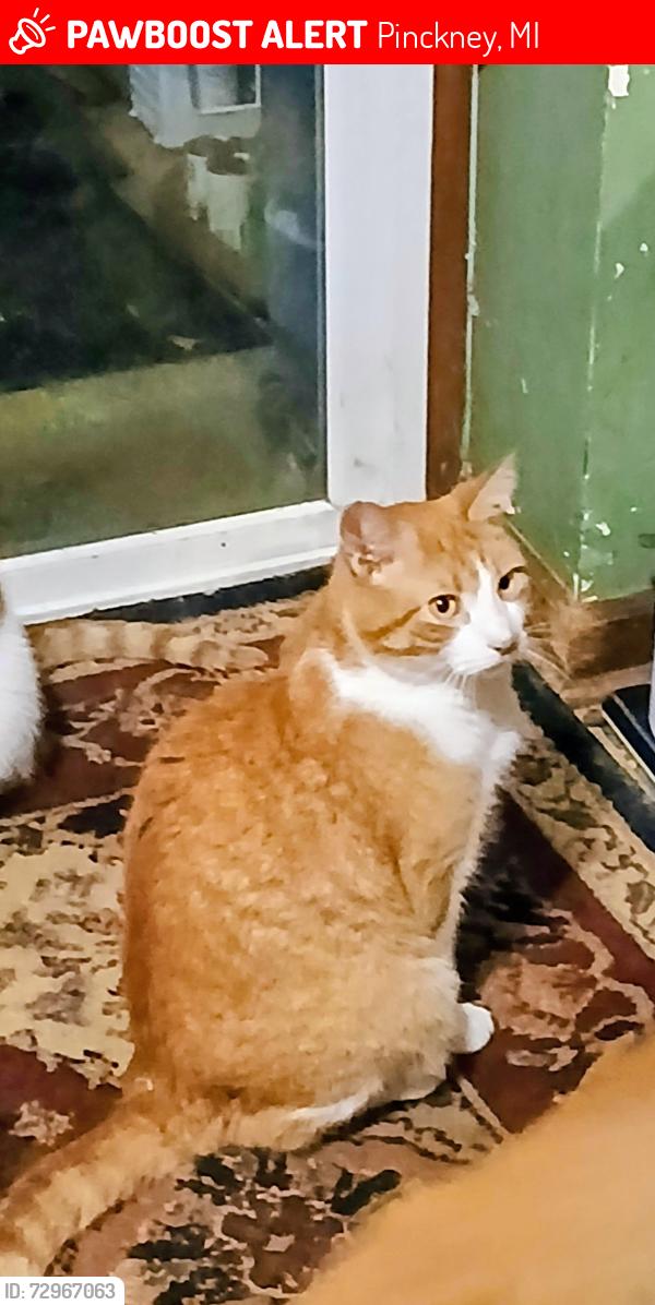 Lost Male Cat last seen Chilson rd, Pinckney, MI 48169
