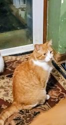 Lost Male Cat last seen Chilson rd, Pinckney, MI 48169
