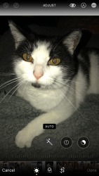 Lost Female Cat last seen Linden Ave and Maple, Glenview, IL 60025