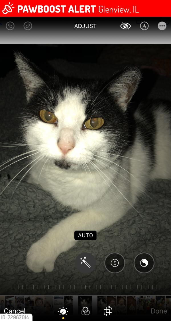 Lost Female Cat last seen Linden Ave and Maple, Glenview, IL 60025