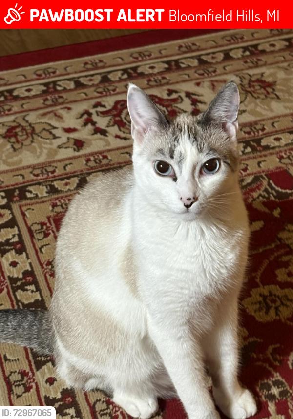 Lost Female Cat last seen Maple and Telegraph near Oakhills Golf Course, Bloomfield Hills, MI 48301