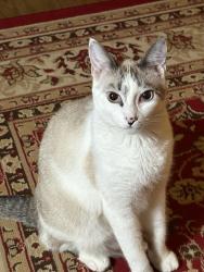 Lost Female Cat last seen Maple and Telegraph near Oakhills Golf Course, Bloomfield Hills, MI 48301