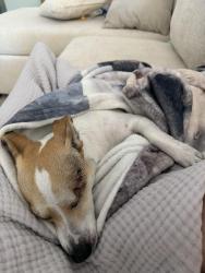 Reunited Female Dog last seen University Dr, Meridian Rd, Mesa, Mesa, AZ 85207