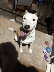 Reunited Female Dog last seen 62nd and Sprague, Omaha, NE 68104