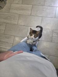 Reunited Male Cat last seen Near NW 15th St, Oklahoma City, OK 73107, USA, Oklahoma City, OK 73107