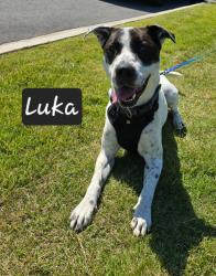 Shelter Stray Male Dog last seen , Maumelle, AR 72113