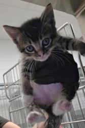 Shelter Stray Female Cat last seen Forest park, Oklahoma City, OK 73110