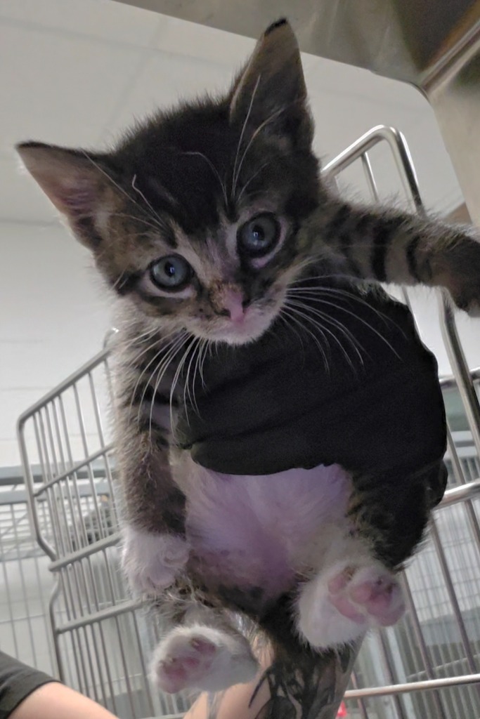 Shelter Stray Female Cat last seen Forest park, Oklahoma City, OK 73110