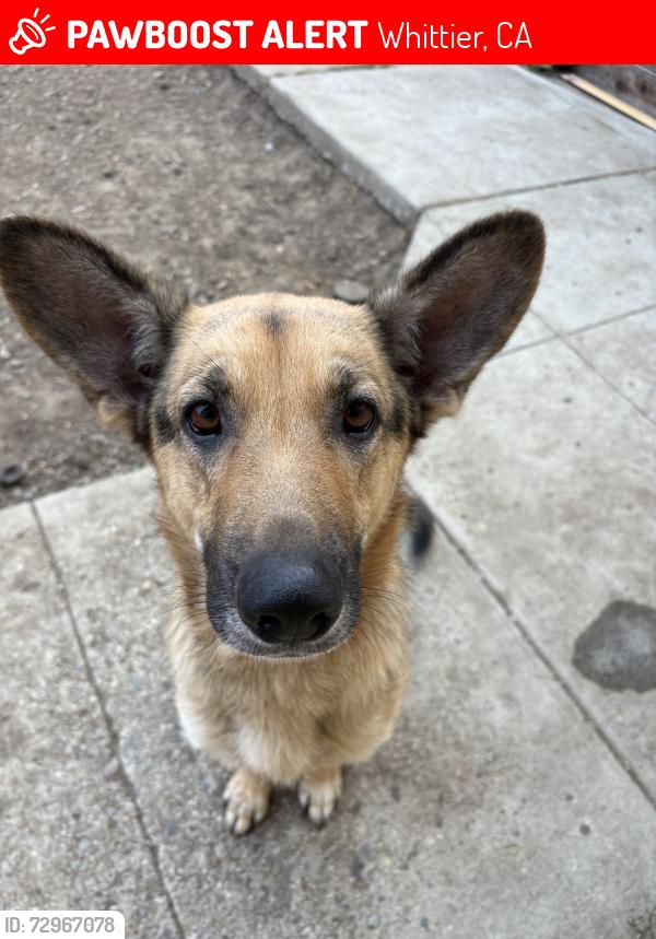 Lost Female Dog last seen Lambert and painter, Whittier, CA 90602