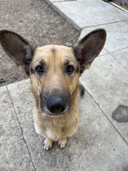 Lost Female Dog last seen Lambert and painter, Whittier, CA 90602