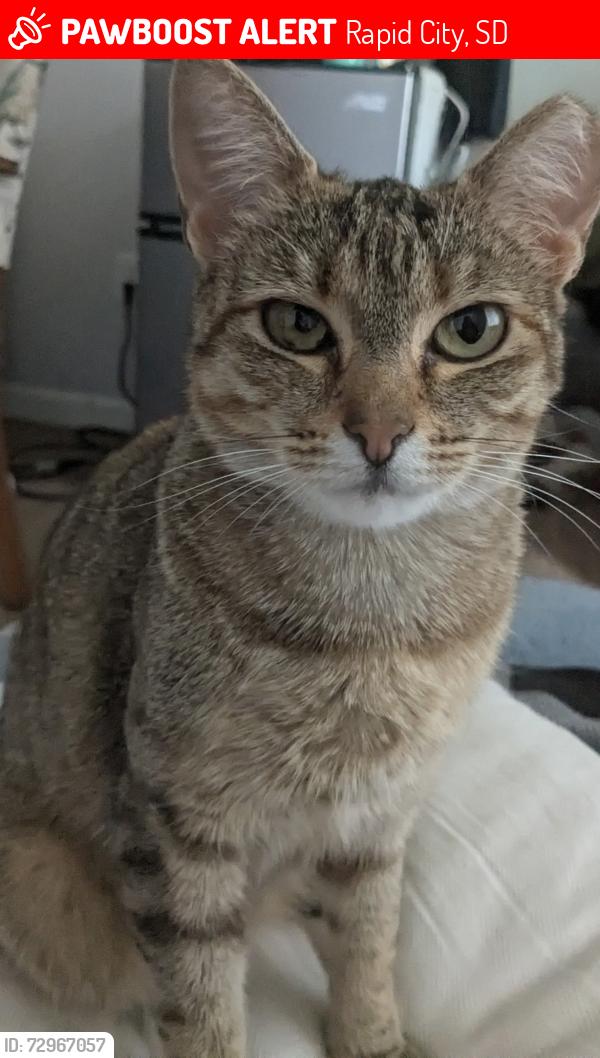 Lost Female Cat last seen William Street, Rapid City, SD 57703