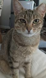 Lost Female Cat last seen William Street, Rapid City, SD 57703