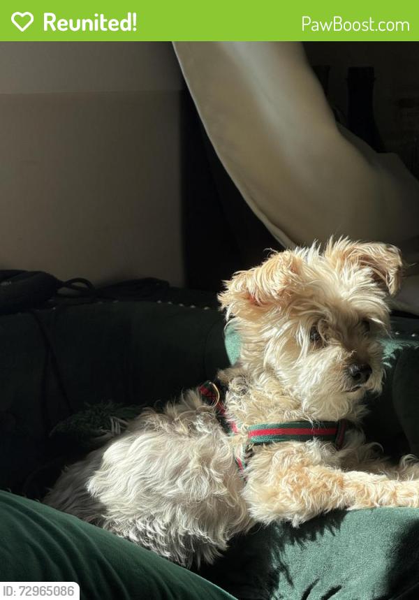 Reunited Male Dog last seen Lenox and clarkson ave , Brooklyn, NY 11203