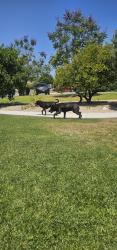 Found/Stray Male Dog last seen Fox Hills and Country Club, Buena Park, CA 90621