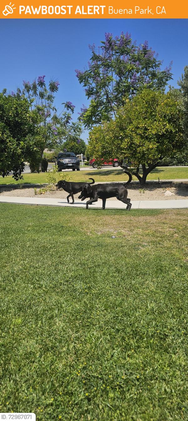 Found/Stray Male Dog last seen Fox Hills and Country Club, Buena Park, CA 90621