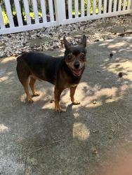 Found/Stray Male Dog last seen Myrtle beach sc , Myrtle Beach, SC 29579
