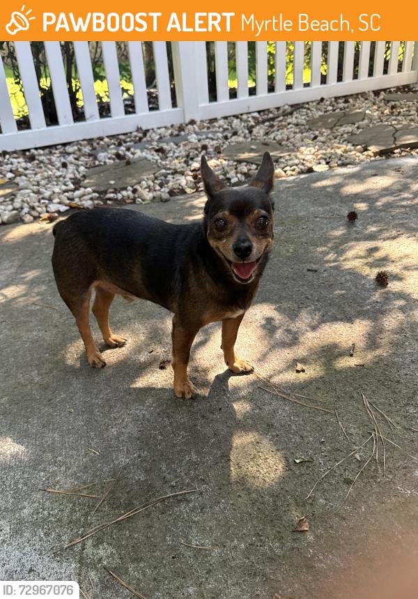 Found/Stray Male Dog last seen Myrtle beach sc , Myrtle Beach, SC 29579