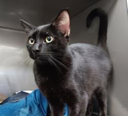 Shelter Stray Male Cat last seen Bexar County, New Braunfels, TX 78130
