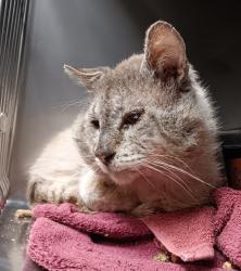 Shelter Stray Male Cat last seen Bexar County, New Braunfels, TX 78130