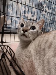 Shelter Stray Male Cat last seen Bexar County, New Braunfels, TX 78130