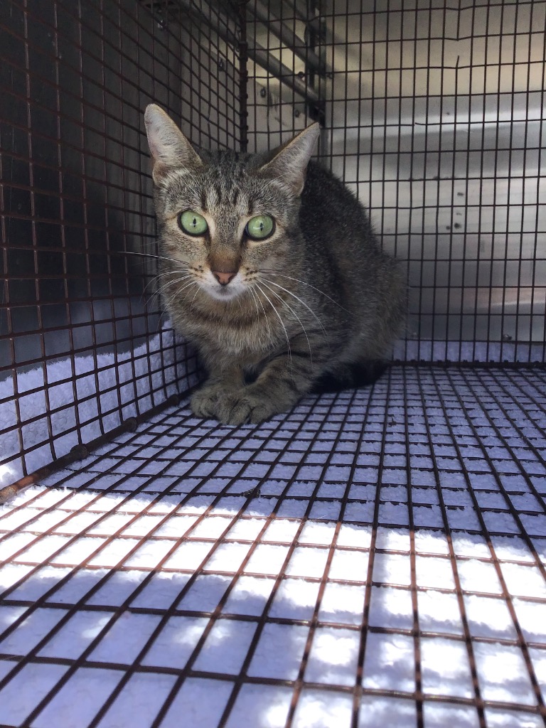 Shelter Stray Unknown Cat last seen , New Braunfels, TX 78130