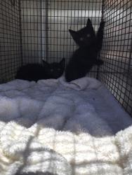 Shelter Stray Unknown Cat last seen , New Braunfels, TX 78130