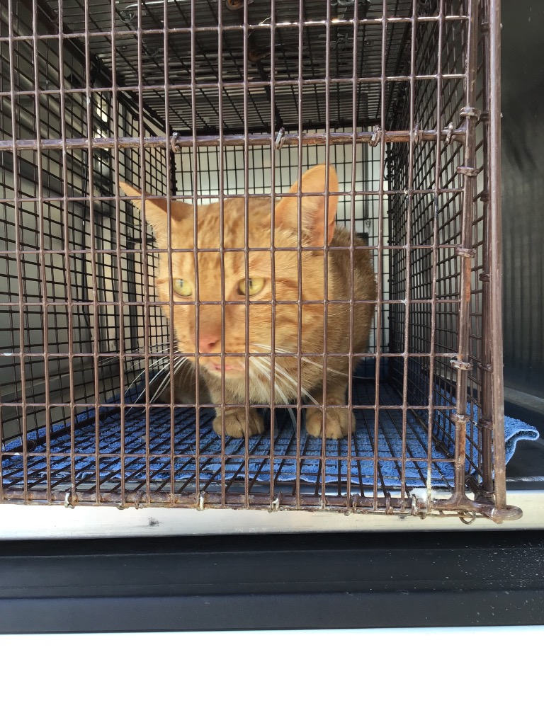 Shelter Stray Unknown Cat last seen Bexar County, New Braunfels, TX 78130