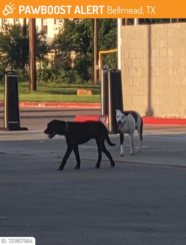 Found/Stray Male Dog last seen 7brew and wendys, Bellmead, TX 76705