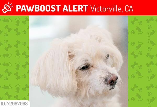 Lost Female Dog last seen Luna and amethyst, Victorville, CA 92392