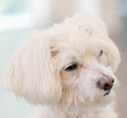 Lost Female Dog last seen Luna and amethyst, Victorville, CA 92392