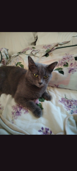 Lost Female Cat last seen Near bluegrass ave Newport ky, Newport, KY 41071