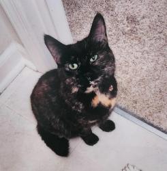 Lost Female Cat last seen Comiskey and Ritter, North Aurora, IL 60542