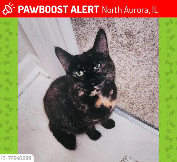 Lost Female Cat last seen Comiskey and Ritter, North Aurora, IL 60542