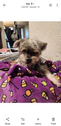 Lost Male Dog last seen Confederate and pine lake, Houston, TX 77055