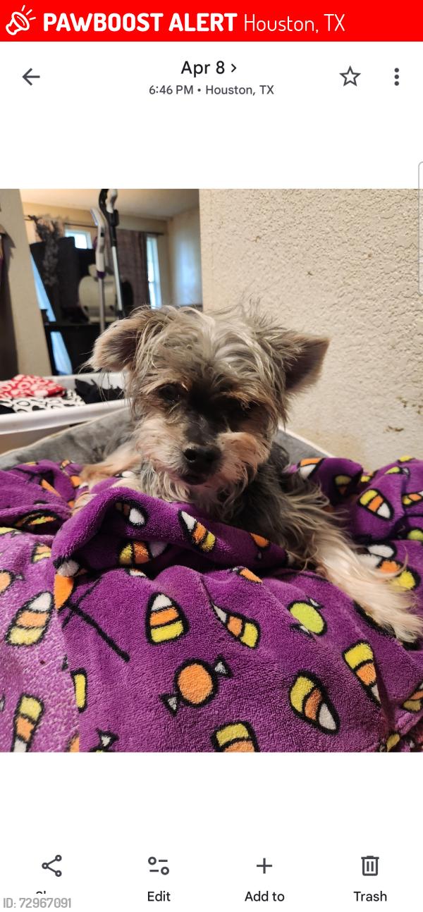 Lost Male Dog last seen Confederate and pine lake, Houston, TX 77055