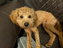 Lost Male Dog last seen Spruce HS, Dallas, TX 75217